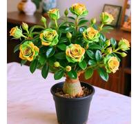 Le cipolle di rosa del deserto danno un tocco artistico con il loro profumo tropicale. 2cipolla-B