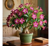 Le cipolle di rosa del deserto offrono colori vivaci e decorano la tua casa.-2cipolla-C