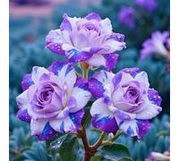 Le cipolle di rosa del deserto sono una decorazione elegante e una decorazione perfetta per la tua casa.-1cipolla-C