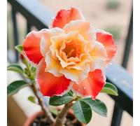 Le cipolle di rosa del deserto sono una decorazione elegante e una decorazione perfetta per la tua casa.-2cipolla-X