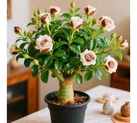 Le cipolle di rosa desertica aggiungono un tocco artistico con il loro profumo tropicale. 4 cipolle X