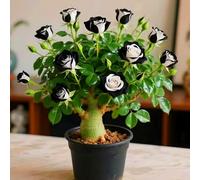 Le cipolle di rosa desertica aggiungono un tocco artistico con il loro profumo tropicale. 5 cipolle -C