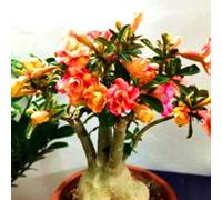 Le cipolle di rosa desertica offrono forme innovative e creano un'estetica naturale