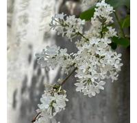 Le da giardino sono resistenti da giardino resistenti semi balcone resistente vaselle per balcone - Serie 250pcs