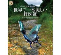 Le farfalle più belle del mondo che volano alla ricerca di fiori e bacini idr...