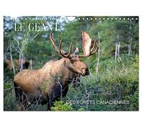 LE GÉANT DES FORÊTS CANADIENNES (Calendrier mural 2026 DIN A4 vertical), CALVENDO calendrier mensuel: 13 nouvelles photos d'orignaux prises au Canada