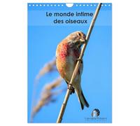 Le monde intime des oiseaux (Calendrier mural 2027 DIN A4 horizontal), CALVENDO calendrier mensuel: Un calendrier élégant qui vous ouvre les portes du ... grâce et leurs instants les plus secrets.