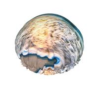 Le onde dell'oceano del tramonto della spiaggia hanno stampato i cappelli riutilizzabili della doccia, copricapo di doppio strato per la stazione termale ed il salone, grande involucro dei capelli