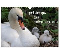 Le printemps des oiseaux d'eau (Calendrier mural 2027 DIN A4 vertical), CALVENDO
