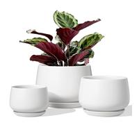 LE TAUCI Set Di 3 Vaso Per Piante In Ceramica, 10+13+16 cm Vaso per Piante da Interno Con Foro Di Drenaggio E Piattino, Vaso Da Fiori Per Interni Con Foro In Rete, Regalo Per Mamma, Bianco