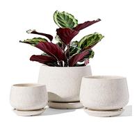 LE TAUCI Set Di 3 Vaso Per Piante In Ceramica, 10+13+16 cm Vaso per Piante da Interno Con Foro Di Drenaggio E Piattino, Vaso Da Fiori Per Interni Con Foro In Rete, Regalo Per Mamma, Beige