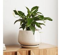 LE TAUCI Vaso di fiori in ceramica, vaso per piante da 25 cm, con foro di drenaggio e piattino, vaso di fiori per interni durevole per decorazione moderna della casa, beige