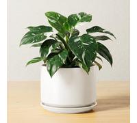 LE TAUCI Vaso in Ceramica 17 cm, Vaso con Sottovaso Integrato e Foro di Drenaggio, Piccolo Vaso Moderno, Robusto e Durevole per Casa o Ufficio, Bianco Esmaltado Mate