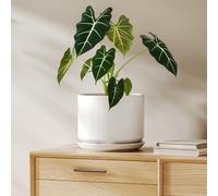 LE TAUCI Vaso in Ceramica 20 cm, Vaso con Sottovaso Integrato e Foro di Drenaggio, Piccolo Vaso Moderno, Robusto e Durevole per Casa o Ufficio, Bianco Esmaltado Mate