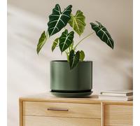 LE TAUCI Vaso in Ceramica 20 cm, Vaso con Sottovaso Integrato e Foro di Drenaggio, Piccolo Vaso Moderno, Robusto e Durevole per Casa o Ufficio, Verde Esmaltado Mate