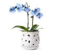 LE TAUCI Vaso per orchidee in ceramica, 15,2 cm, con fori, vaso per orchidee per rinvaso, vaso per fiori da interno con drenaggio e piattino, bianco artico