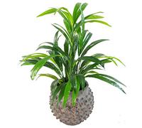 Leaf Design UK - Arbusto Artificiale di bambù, Grande, LEAF-7140, 65 cm