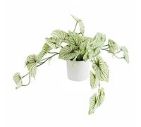 Leaf Design UK - Pianta artificiale realistica, alocasia variegata in vaso, 30 cm