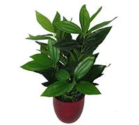 Leaf Grande Fogliame Design UK-Pianta Artificiale realistica con Vaso, Evergreen, 70 cm
