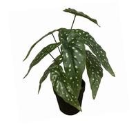Leaf Design UK - Pianta artificiale realistica con vaso, Begonia Maculata nera, 35 cm