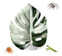 Leaf Jumping Spider Terrarium Accessories - Reptile Jumping Spider Toy | Realistic Leaf Shape Hermit Crab Accessories , For Greenhouse Terrarium Snake Carpet Hermit Egg Indoor Pet Zoo Bird Coop
