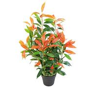 Leaf Pianta artificiale di ficus, Photinia rosso verde, 80 cm