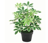 Leaf Pianta sempreverde Arboricola artificiale, 55 cm