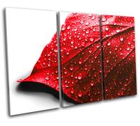 Leaf Water Drops Floral TREBLE TELA parete arte foto stampa