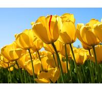 Leandro & Leonardo - Um Sonhador