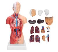 Leapiture 28 cm Moo di torso umano Teaching Moo di assemblaggio anatomico Mini Moo Skeletro Umano Organi interni staccabili per Studenti di Medicina Medici e insegnamento