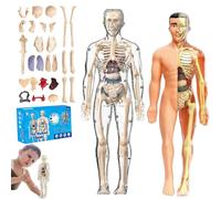 lear Human Body Structure Model Kit with 29-Piece Human Anatomy, Anatomy and Physiology Study Tools, Halloween Physiology Gifts for Kids Ages 8+ (F+T)