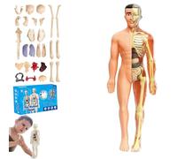 lear Human Body Structure Model Kit with 29-Piece Human Anatomy, Anatomy and Physiology Study Tools, Halloween Physiology Gifts for Kids Ages 8+ (Translucent)