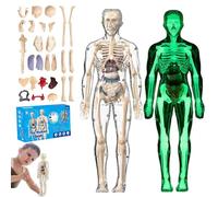 lear Human Body Structure Model Kit with 29-Piece Human Anatomy, Anatomy and Physiology Study Tools, Halloween Physiology Gifts for Kids Ages 8+ (Luminous+Full transparency)