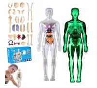 lear Human Body Structure Model Kit with 29-Piece Human Anatomy, Anatomy and Physiology Study Tools, Halloween Physiology Gifts for Kids Ages 8+ (Luminous)