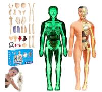 lear Human Body Structure Model Kit with 29-Piece Human Anatomy, Anatomy and Physiology Study Tools, Halloween Physiology Gifts for Kids Ages 8+ (Luminous+Translucent)