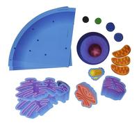 Learning Resources - Cellula animale magnetica gigante, materiale didattico per l'aula 4 pezzi