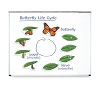Learning Resources – Ciclo di vita di una farfalla magnetico gigante