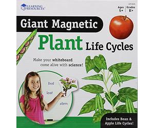 Learning Resources Ciclo di vita di una pianta magnetico gigante