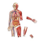 Learning Resources Corpo Umano Magnetico Double-Face