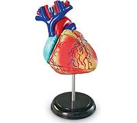 Learning Resources Modello anatomico del cuore