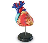 Learning Resources- Modello anatomico del Cuore, Colore, LER3334 - NUOVO