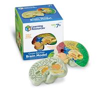 Learning Resources Modello di Cervello con Sezione Trasversale, Dai 7 Anni, Cervello per Lezioni di Scienze, Per Imparare le Parti del Cervello Umano