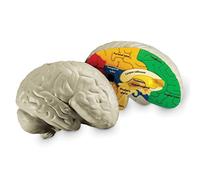 Learning Resources- Modello di Cervello con Sezione Trasversale in Schiuma Morbi