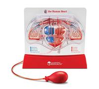 Learning Resources Pompaggio Cuore Modello