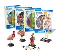 Learning Resources Set di modelli anatomici
