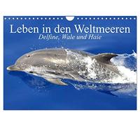 Leben in den Weltmeeren. Delfine, Wale und Haie (Wandkalender 2026 DIN A4 quer), CALVENDO Monatskalender: Gleiten und Leben in den Ozeanen der Welt