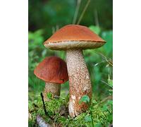 Leccinum Aurantiacum - Mycelium - Foresta di funghi - Coltiva i tuoi funghi!