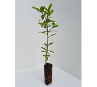 Leccio Elce "Quercus ilex" pianta in vaso 9x9 cm 60 cm circa Vivaio di Castelletto