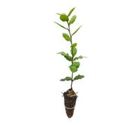 Leccio Elce "Quercus ilex" pianta sempreverde in vaso 7x7 cm Vivaio di Castelletto