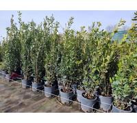 Leccio "Quercus ilex" pianta a cespuglio in vaso ø24 cm h 1 metro circa